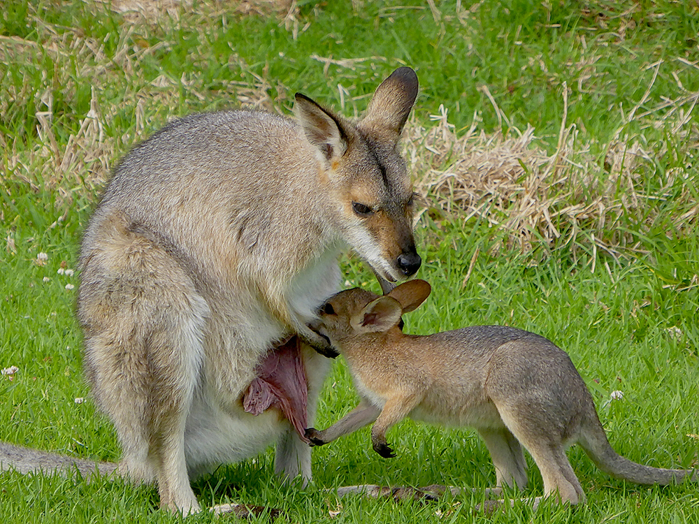 WALLABY and BABY