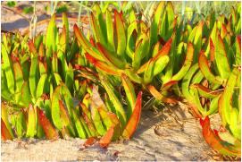 BEACH VEGETATION YOU CAN EAT THE FRUIT PRODUCED FROM THIS PLANT.