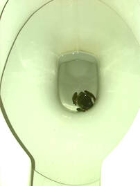 FROG IN THE TOILET