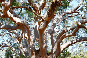 AUSTRALIAN TREE