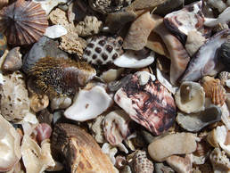 SO MANY DIFFERENT SHELLS.