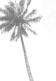PALM TREE