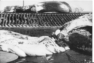 WHALES BEING SLICED